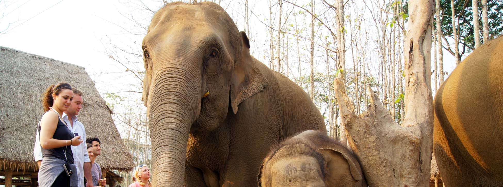 Keeping the "Wild" in Wildlife Tourism