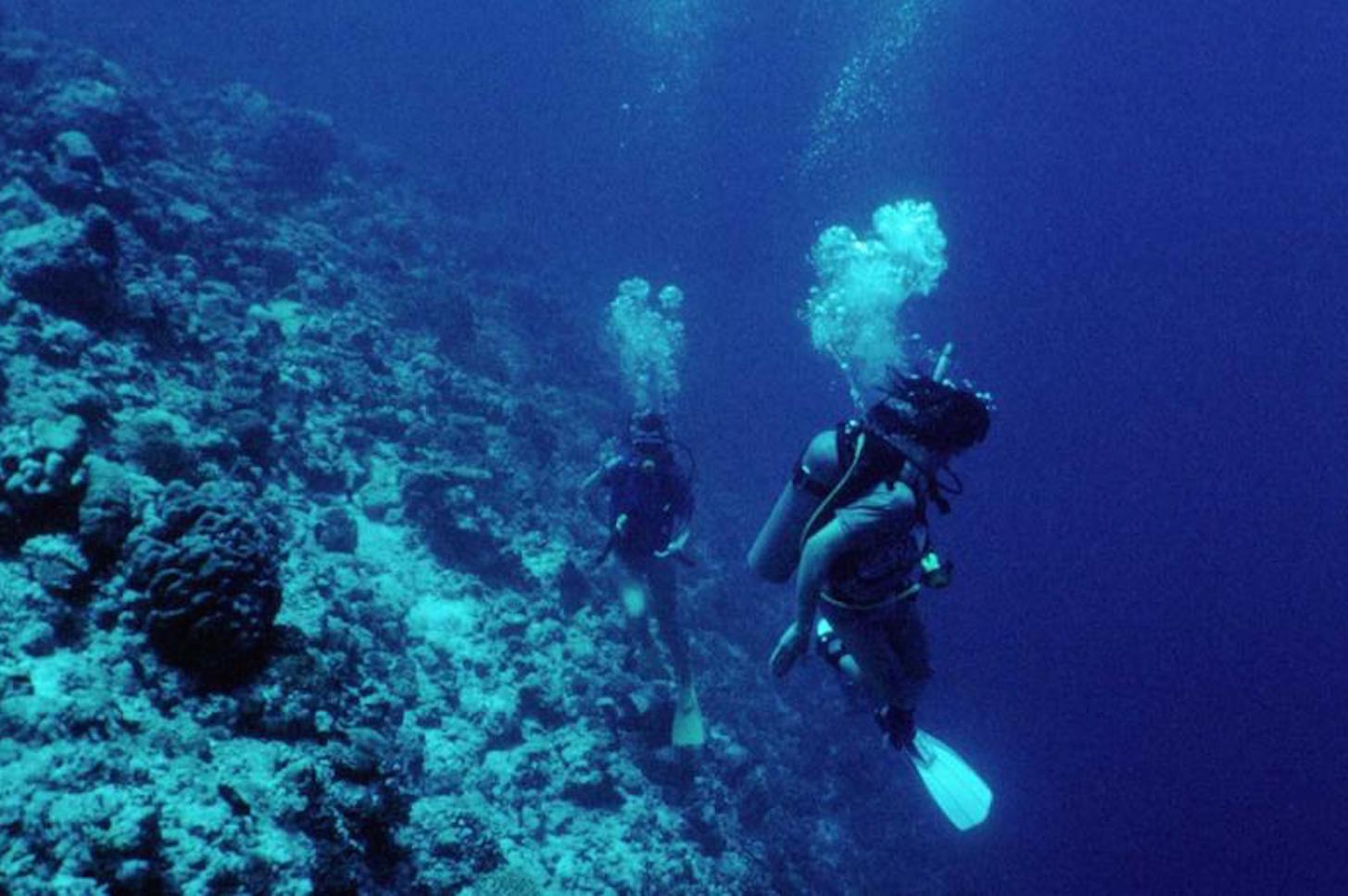 Indonesia's New Marine Ambassadors