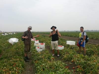 Taylor's partner, Richy, and two other pickers on the tomato farm. 