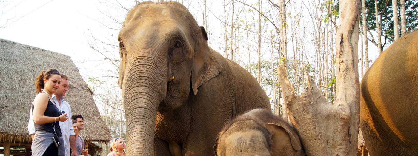 Keeping the "Wild" in Wildlife Tourism