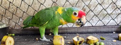 Wildlife Volunteers Needed &mdash; Now More Than Ever